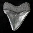 Very Wide Megalodon Tooth - South Carolina #19061-2